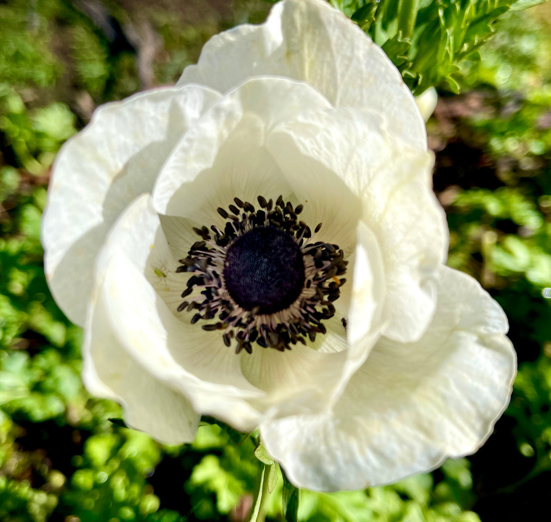 Anemone Ranunculus My Ranunculus Collection – Southern Highlands Flower Farm