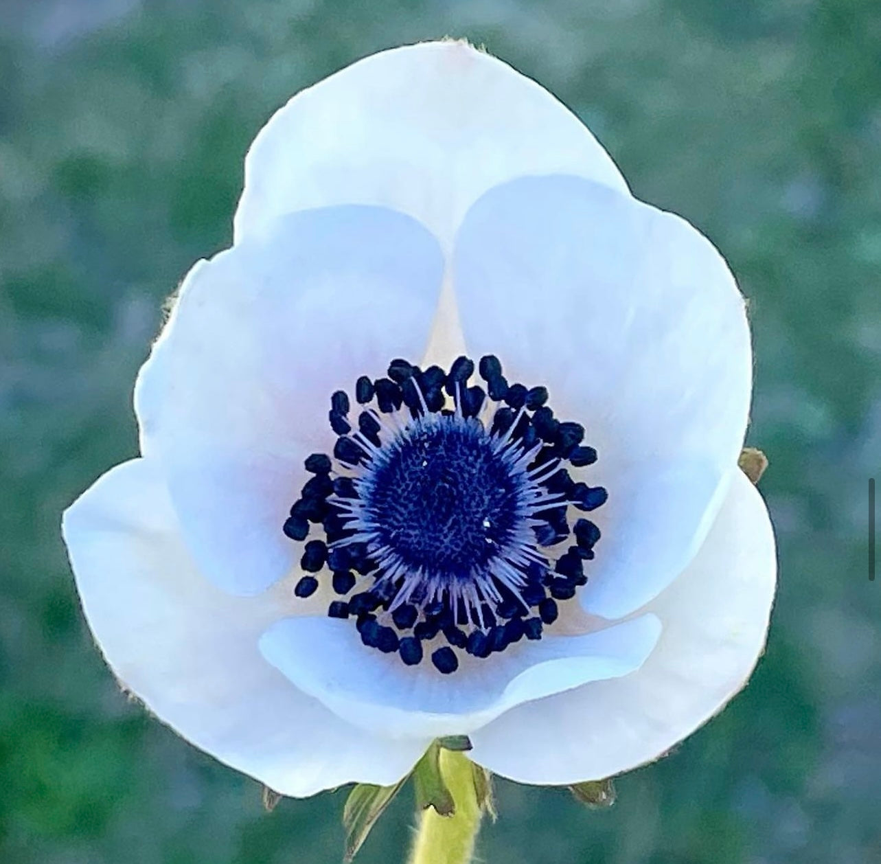 Italian Anemone 'Mistral Plus Bianco Centro Nero' - 25 SEEDS