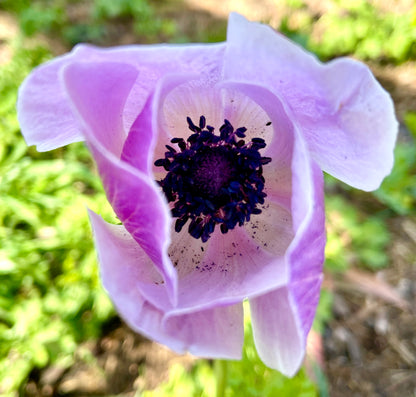 Italian Anemone 'Mistral Plus Rarity' - 25 SEEDS