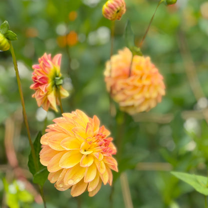 Florelie Mandarin