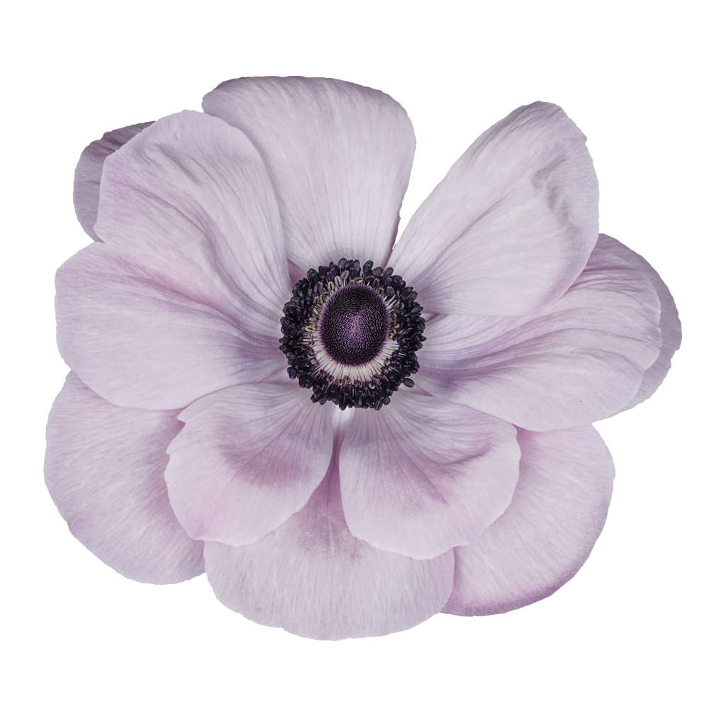 Italian Anemone 'Mistral Plus Rarity' - 25 SEEDS (PRE-ORDER)