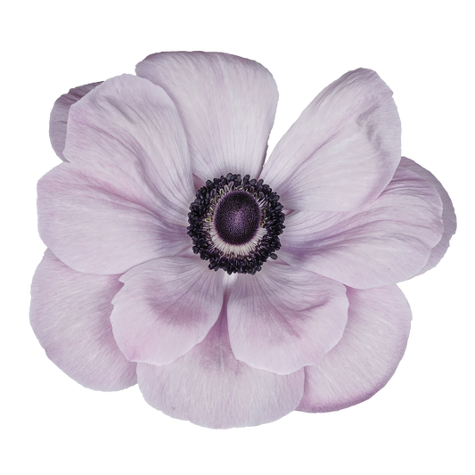 Italian Anemone 'Mistral Plus Rarity' - 25 SEEDS (PRE-ORDER)