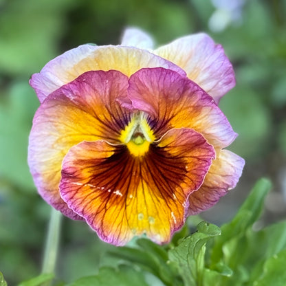 Italian Pansy 'Flamenco Terracotta' - 25 SEEDS