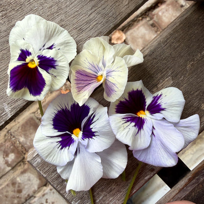 Italian Pansy 'Flamenco White with Blotch' - 25 SEEDS