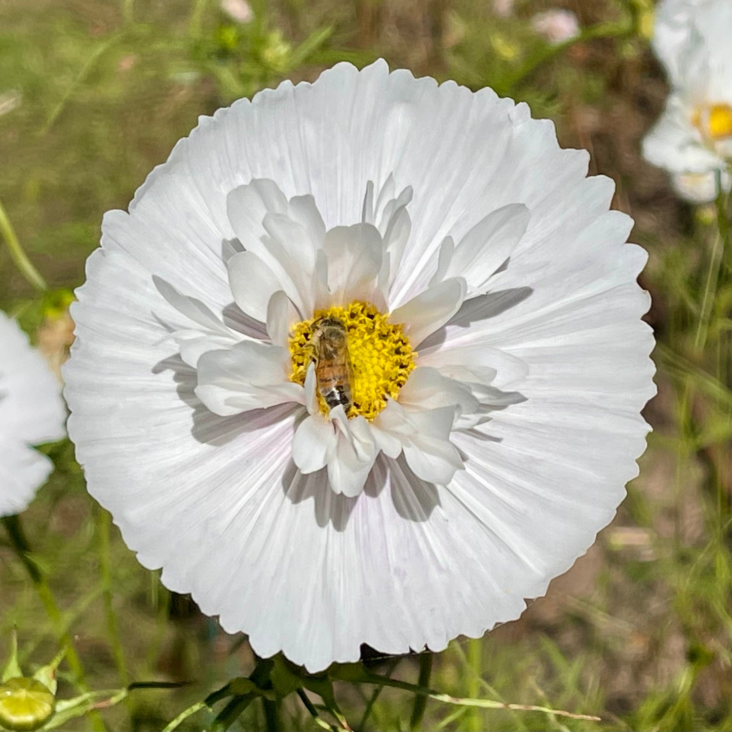 Cosmos 'Cupcake Mix' - 25 SEEDS