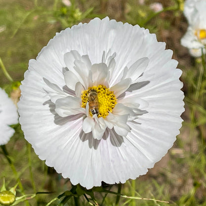Cosmos 'Cupcake Mix' - 25 SEEDS