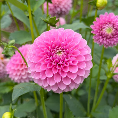 Trevallyn Pink Lady