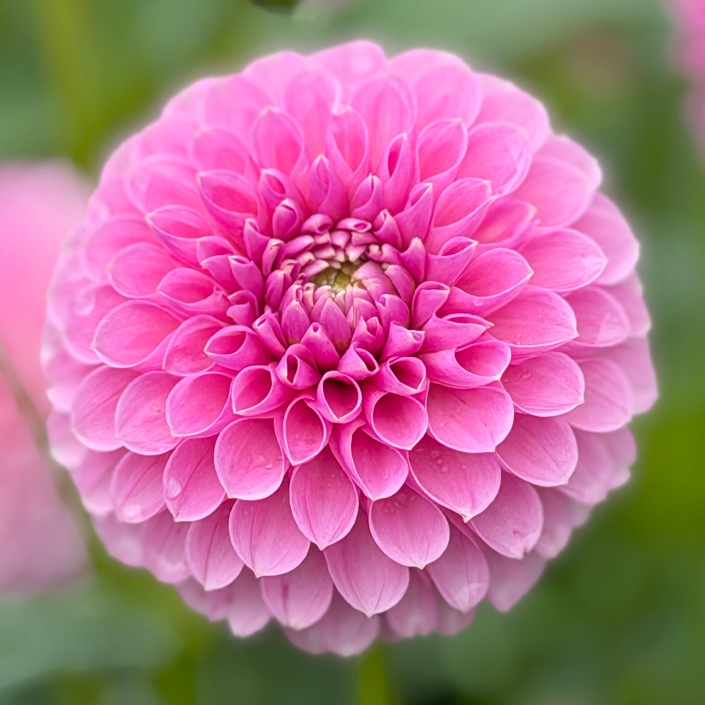 Trevallyn Pink Lady