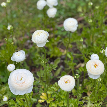 Italian Ranunculus 'Bianco 190-14' - 5 CORMS