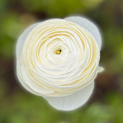 Italian Ranunculus 'Bianco 190-14' - 5 CORMS