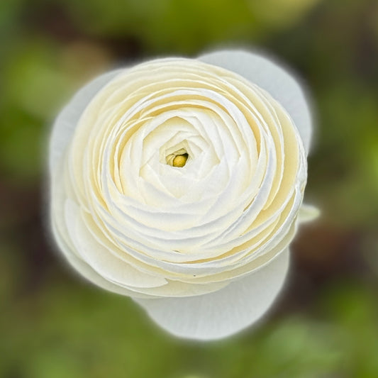 Italian Ranunculus 'Bianco 190-14' - 5 CORMS