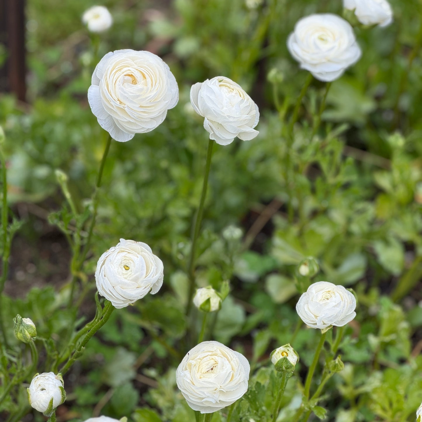 Italian Ranunculus 'Bianco 59-99' - 5 CORMS