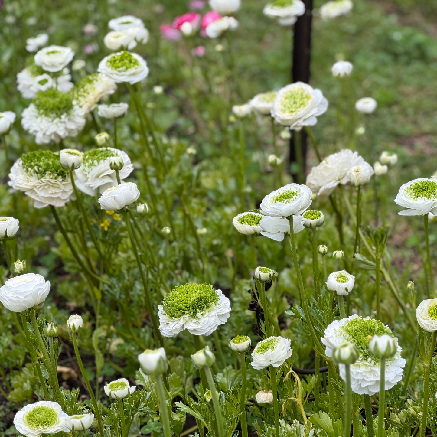 Italian Ranunculus 'Bianco Festival' - 5 CORMS