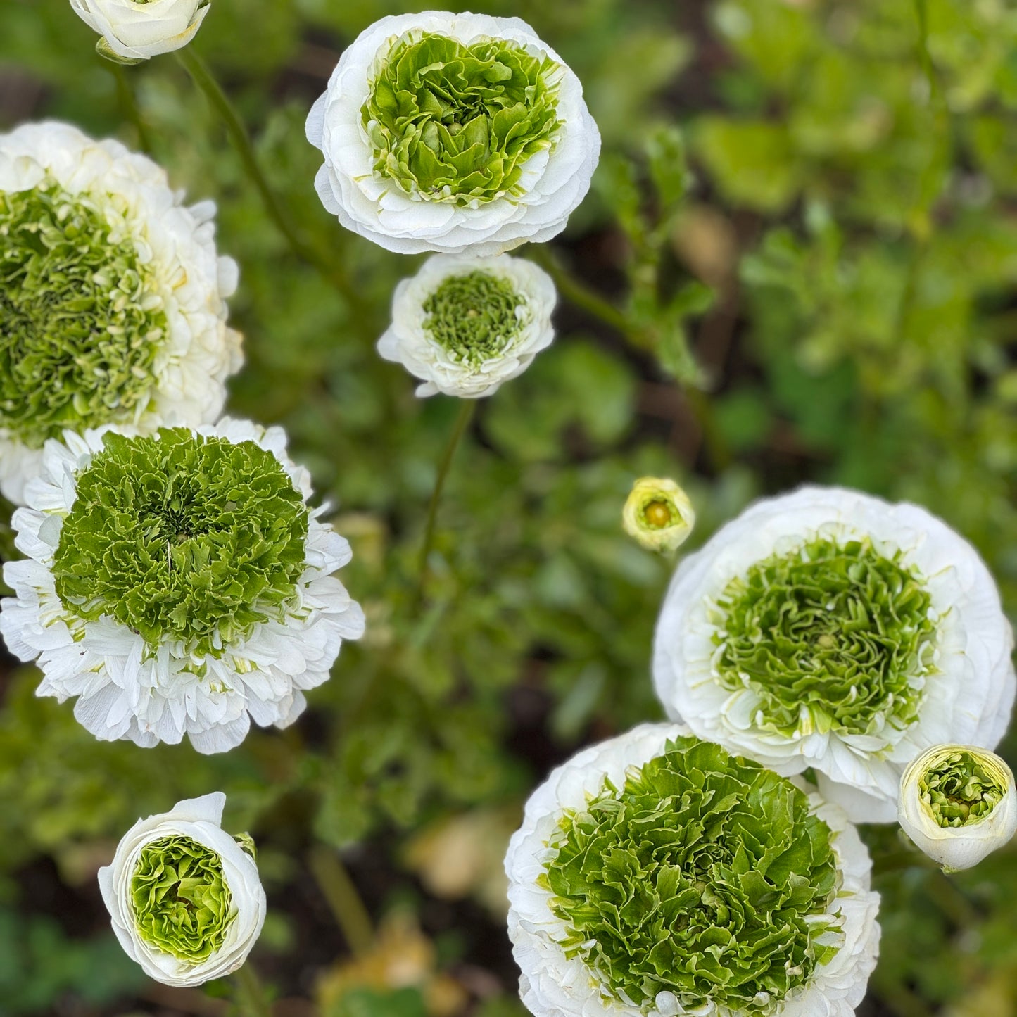 Italian Ranunculus 'Bianco Festival' - 5 CORMS
