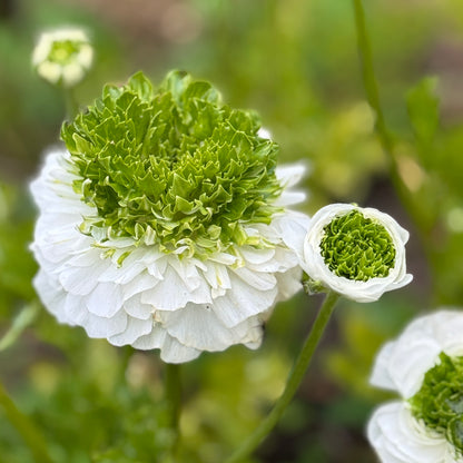 Italian Ranunculus 'Bianco Festival' - 5 CORMS