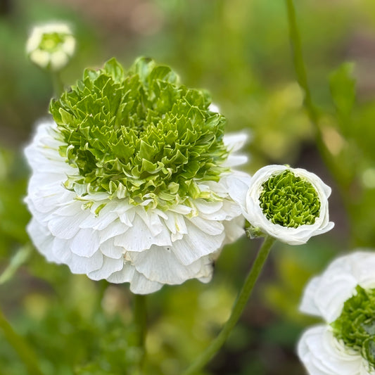 Italian Ranunculus 'Bianco Festival' - 5 CORMS