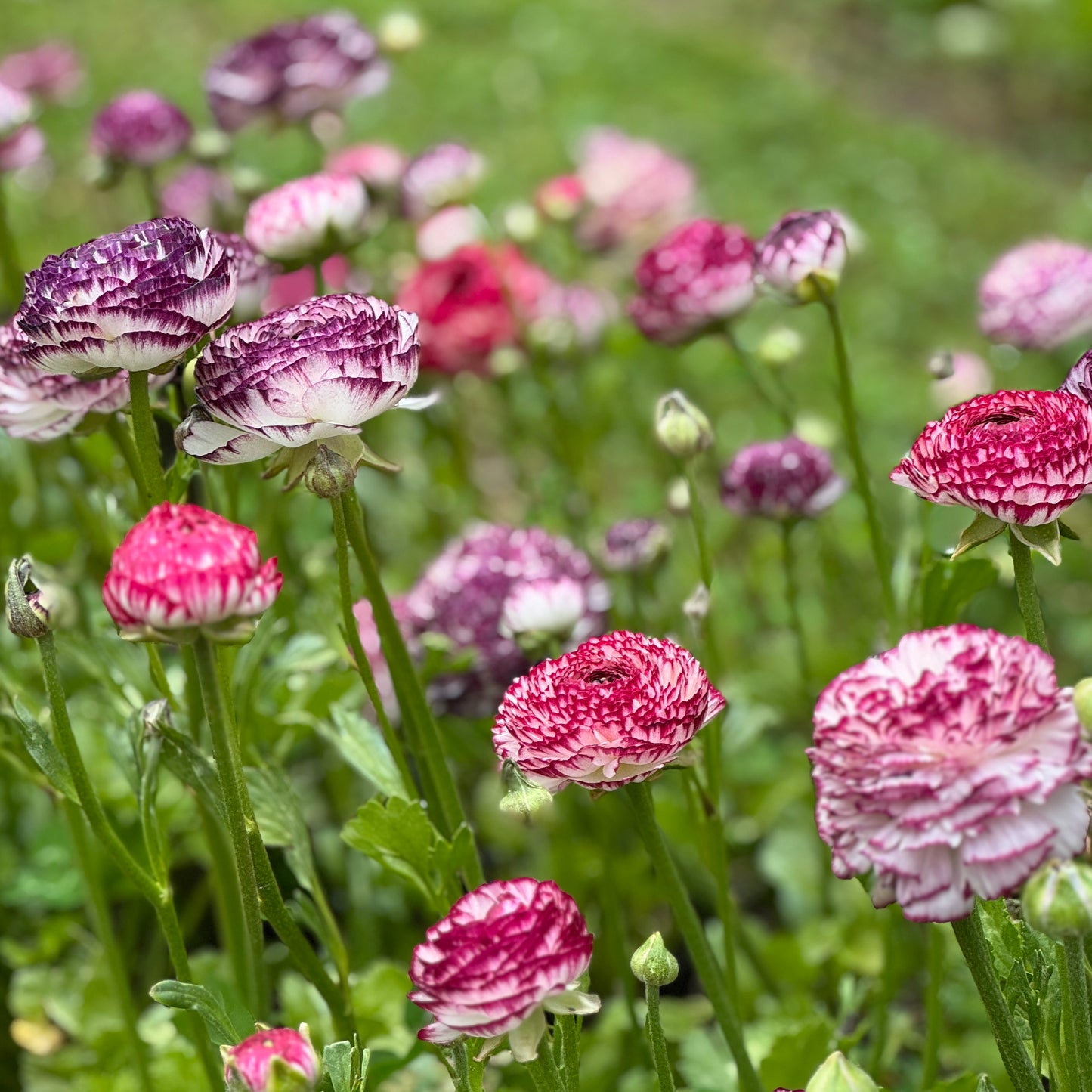 Italian Ranunculus 'Bianco Striato Mix' - 5 CORMS