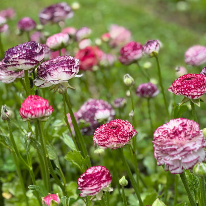 Italian Ranunculus 'Bianco Striato Mix' - 5 CORMS