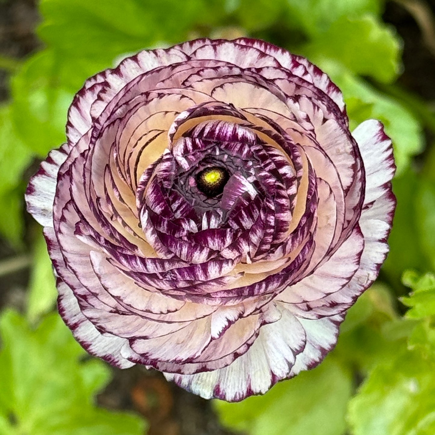 Italian Ranunculus 'Bianco Striato Mix' - 5 CORMS