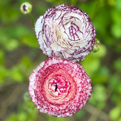 Italian Ranunculus 'Bianco Striato Mix' - 5 CORMS