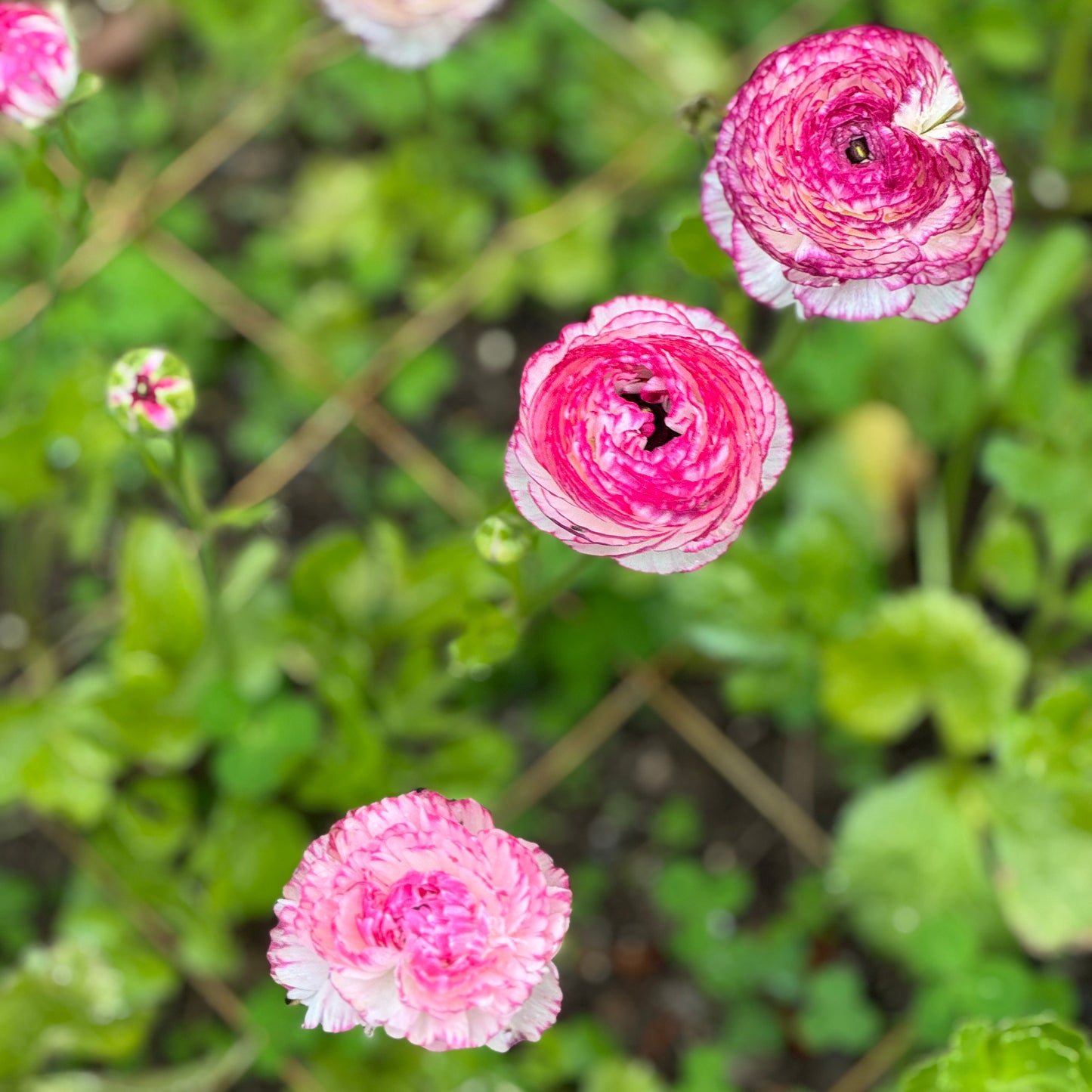 Italian Ranunculus 'Bianco Striato Mix' - 5 CORMS