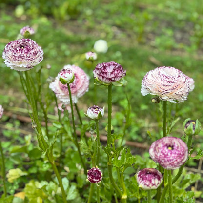 Italian Ranunculus 'Bianco Striato Mix' - 5 CORMS