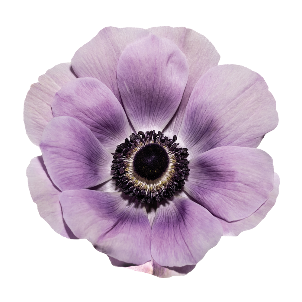 Italian Anemone 'Mistral Plus Milka’ - 25 SEEDS (PRE-ORDER)