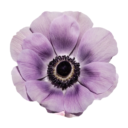 Italian Anemone 'Mistral Plus Milka’ - 25 SEEDS (PRE-ORDER)