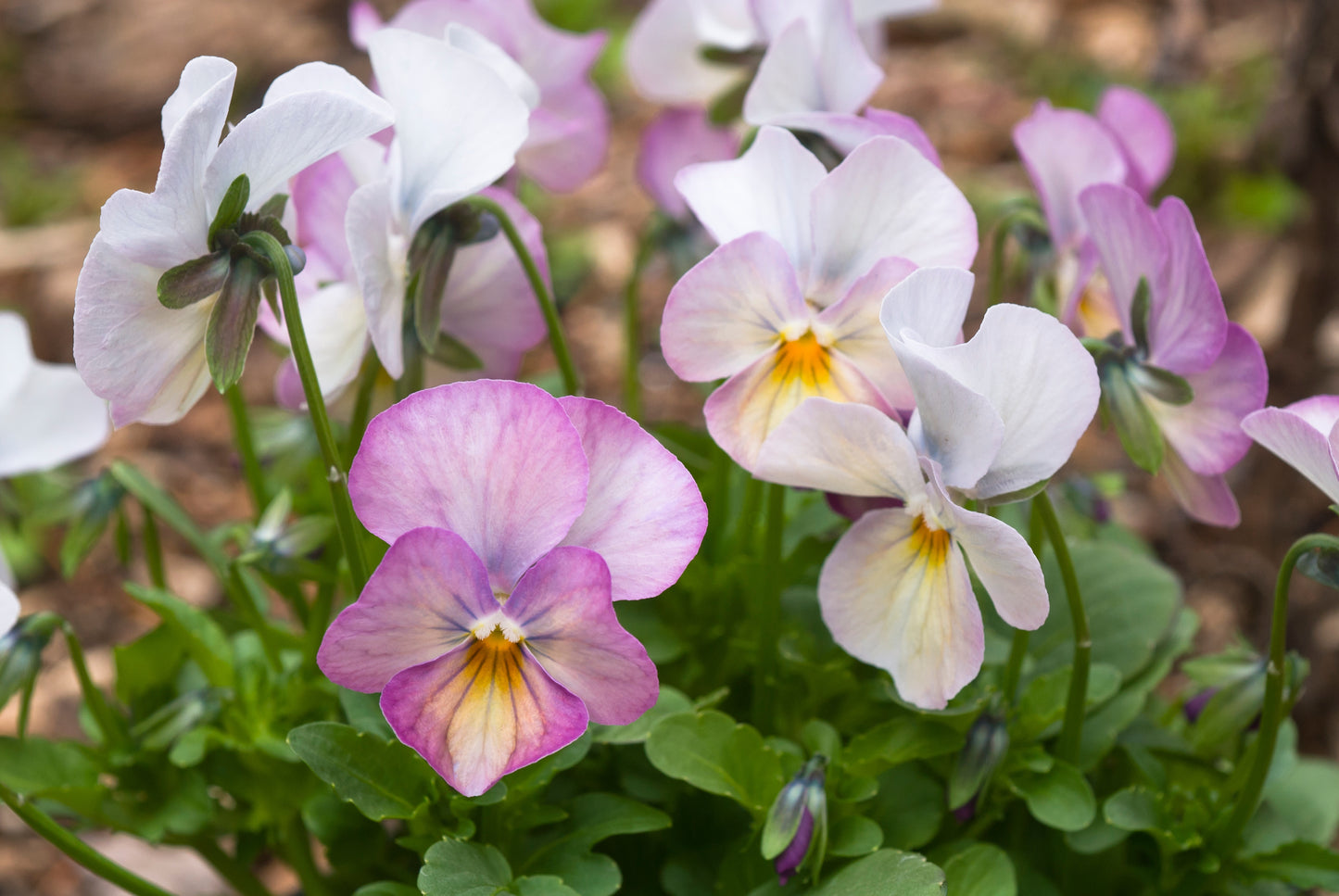 Viola 'Gem Pink Antique' - 25 SEEDS