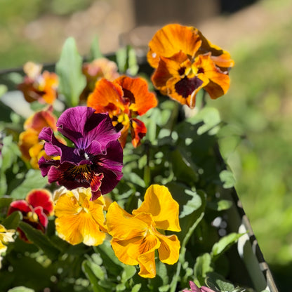 Italian Pansy 'Flamenco Terracotta' - 25 SEEDS