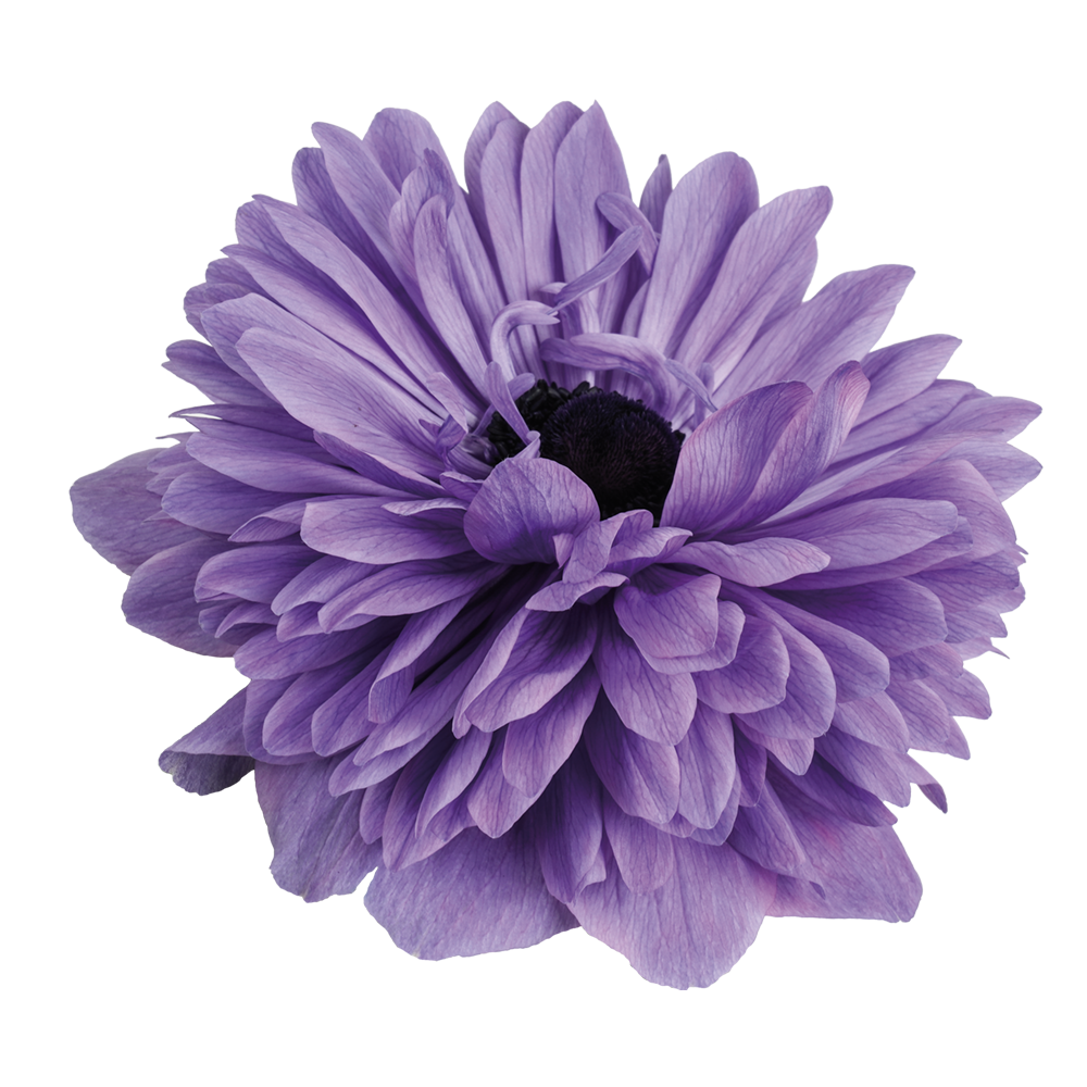 Italian Anemone 'Levante Blu' - 25 SEEDS (PRE-ORDER)