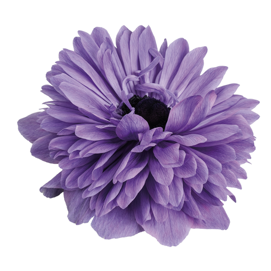 Italian Anemone 'Levante Blu' - 25 SEEDS (PRE-ORDER)