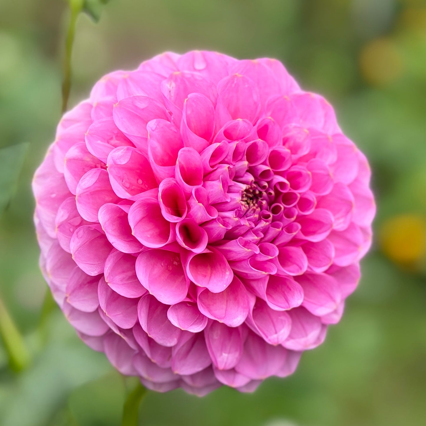 Florelie Lizzie Lou