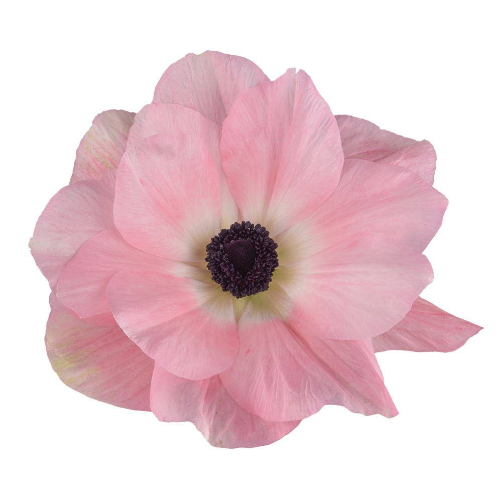 Italian Anemone 'Mistral Rosa Chiaro' - 25 SEEDS (PRE-ORDER)