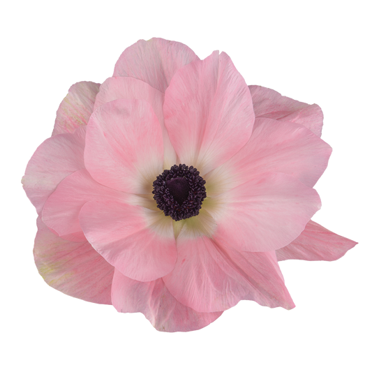 Italian Anemone 'Mistral Rosa Chiaro' - 25 SEEDS (PRE-ORDER)