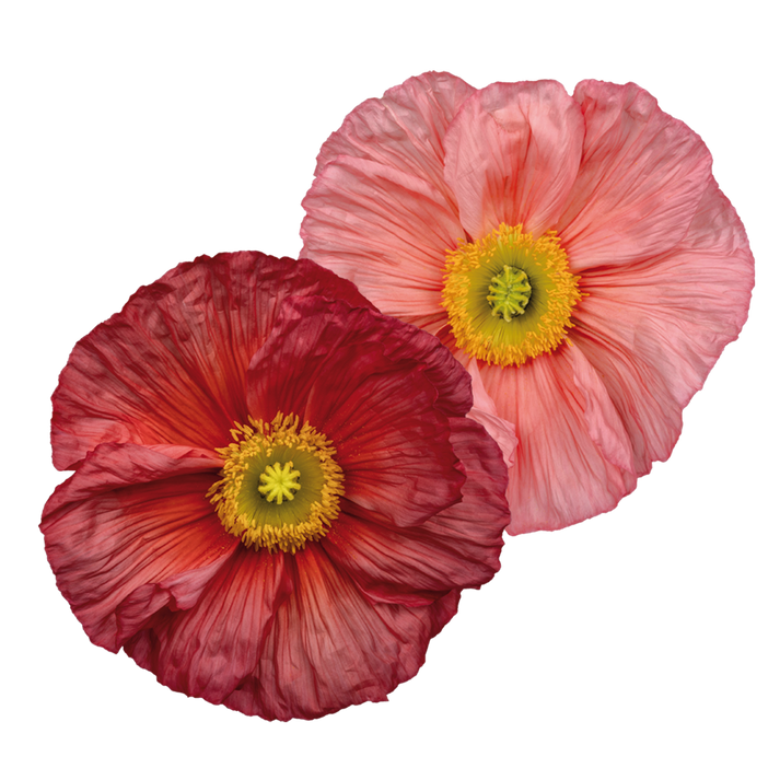 Italian Poppy Color Italian Poppy 'Colibri Chiaro Intenso Salmonato' - 25 SEEDS – Southern ...