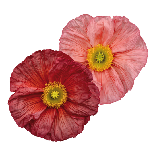 Italian Poppy 'Colibri Ciclamino ' - 25 SEEDS (PRE-ORDER)