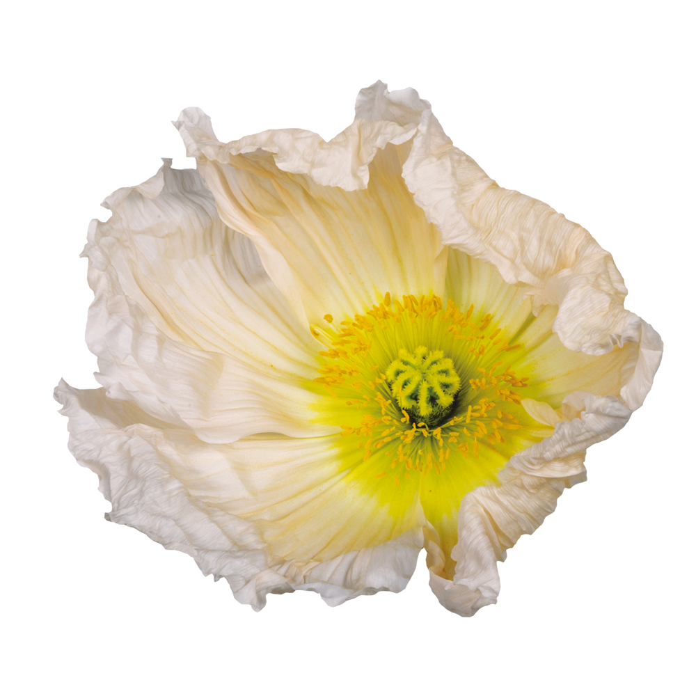 Italian Poppy 'Colibri Rosa Chiaro' - SEEDLING