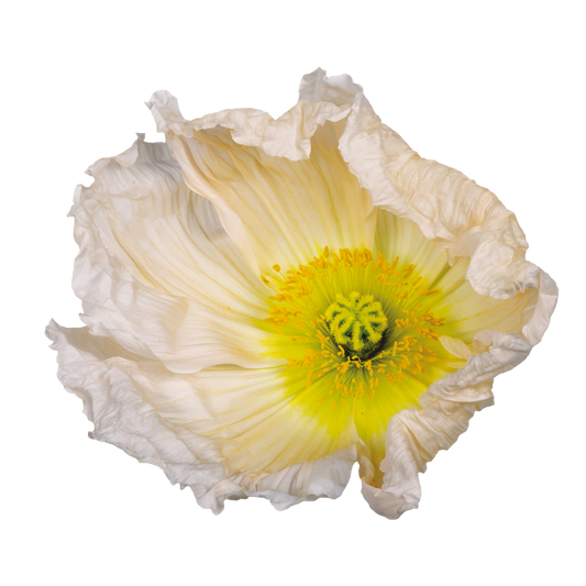 Italian Poppy 'Colibri Rosa Chiaro' - SEEDLING