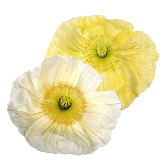 Italian Poppy 'Colibri Giallo Chiaro' - SEEDLING