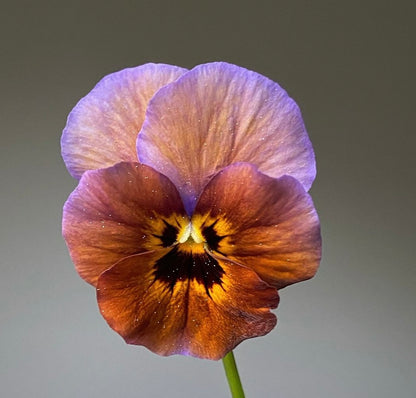 Italian Pansy 'Caramel Bronze Lilac' - 25 SEEDS