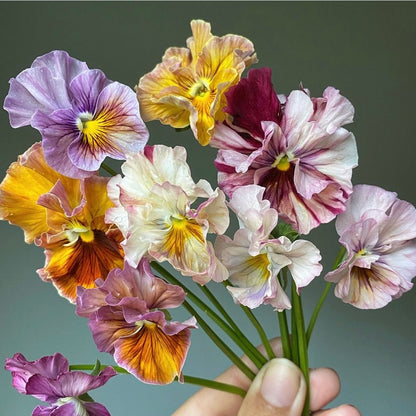 Italian Pansy 'Chianti Mixed' - 25 SEEDS