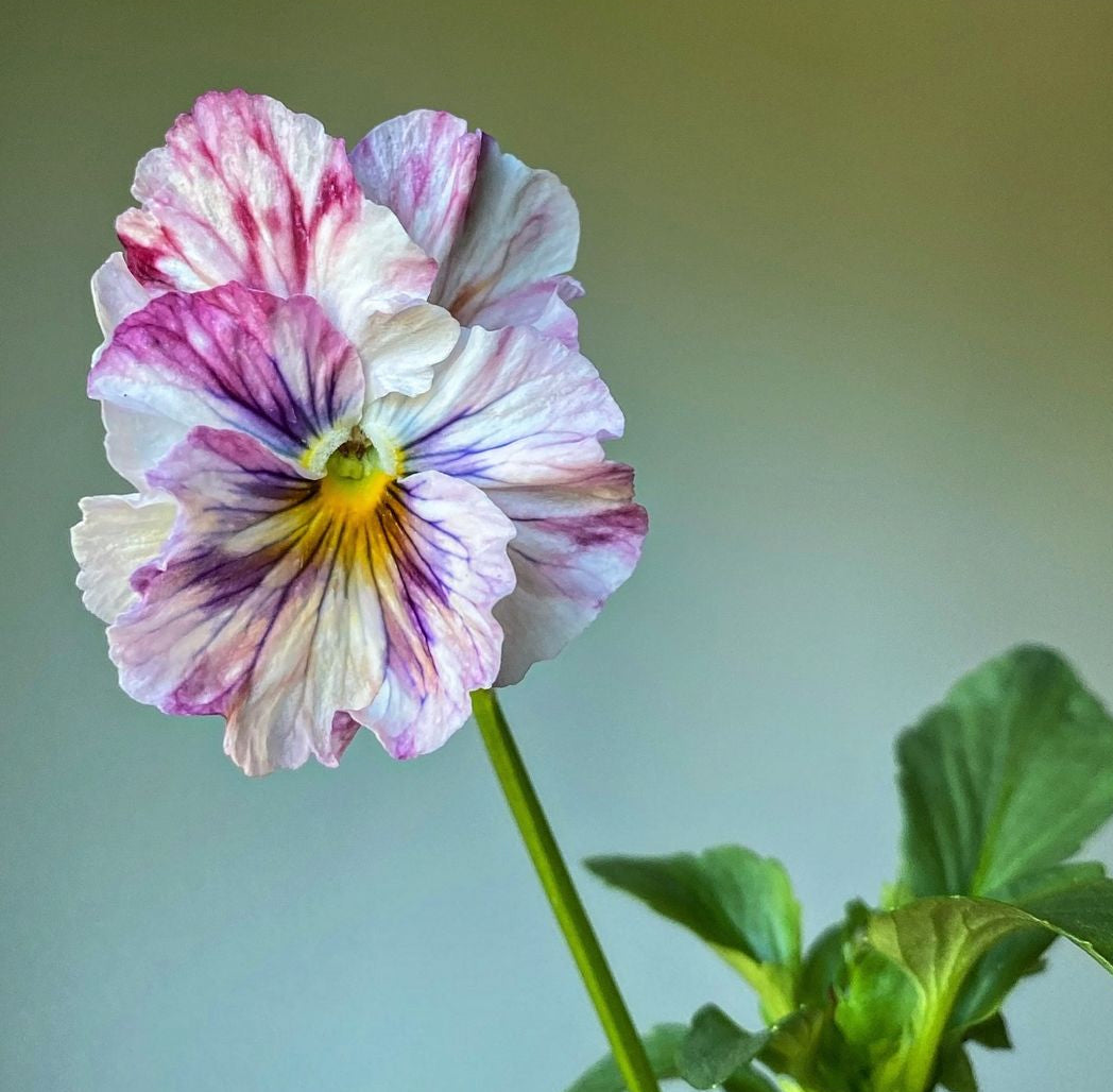 Italian Pansy 'Chianti Mixed' - 25 SEEDS