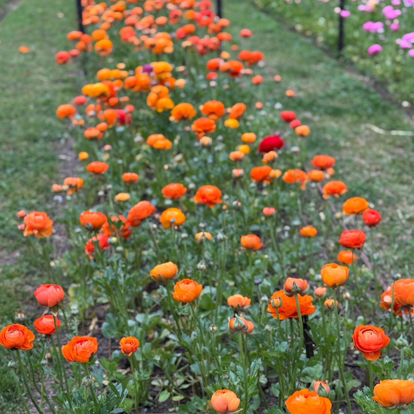 Italian Ranunculus 'Clementine Mix' - 5 CORMS