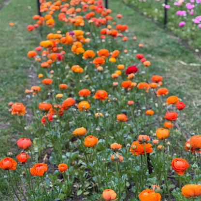 Italian Ranunculus 'Clementine Mix' - 5 CORMS