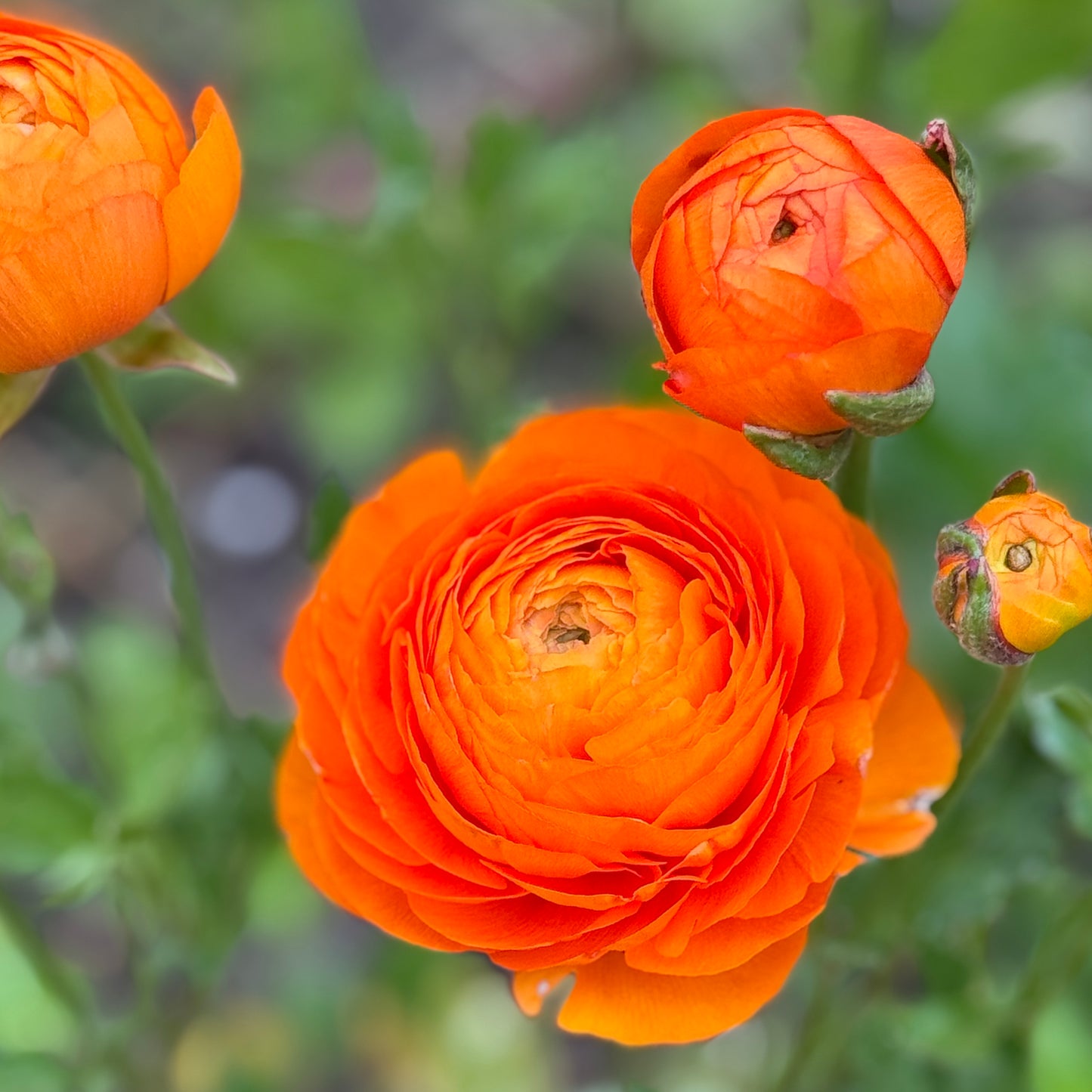 Italian Ranunculus 'Clementine Mix' - 5 CORMS