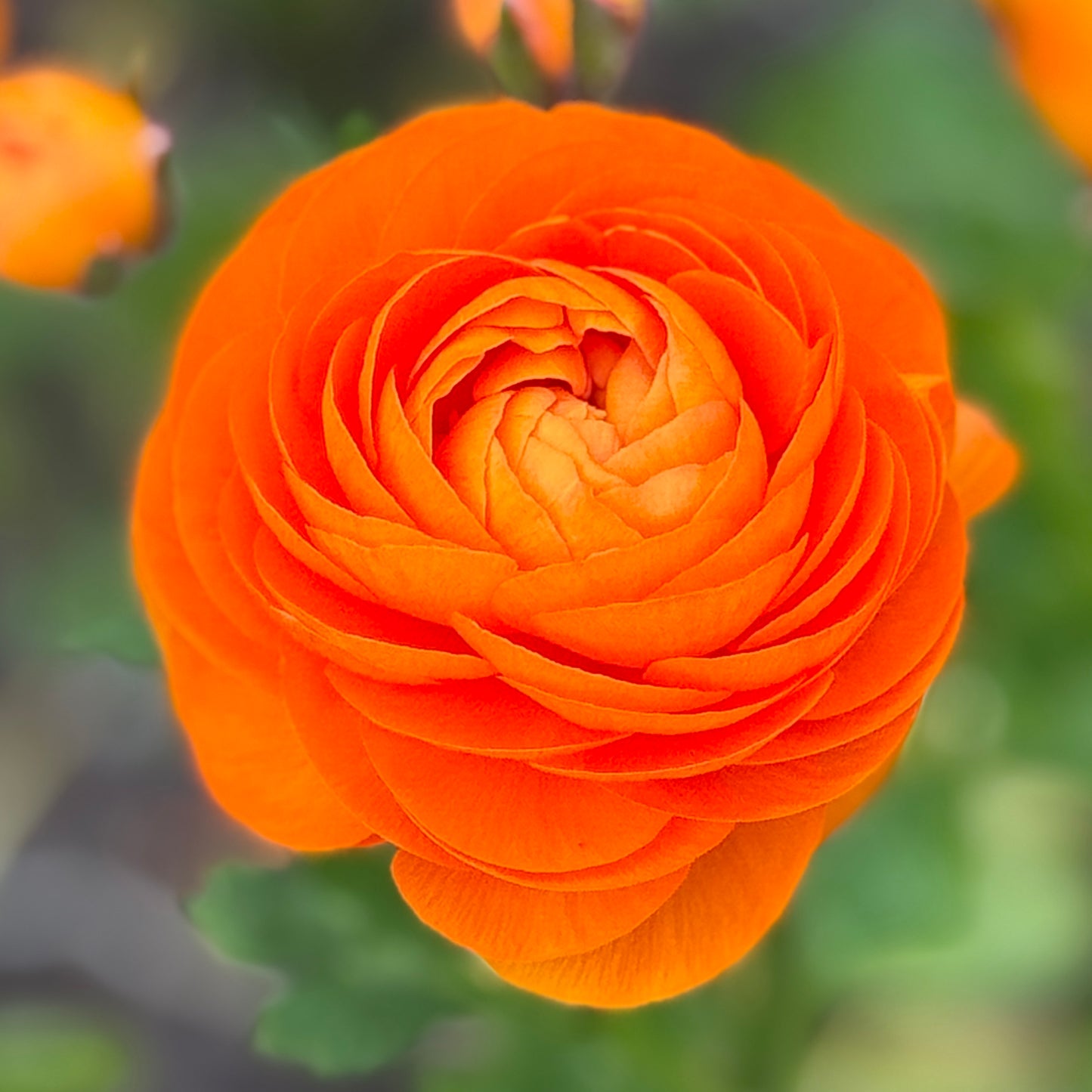 Italian Ranunculus 'Clementine Mix' - 5 CORMS