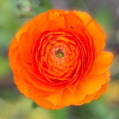Italian Ranunculus 'Clementine Mix' - 5 CORMS