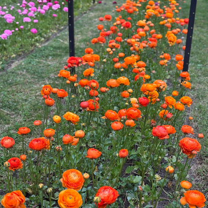 Italian Ranunculus 'Clementine Mix' - 5 CORMS