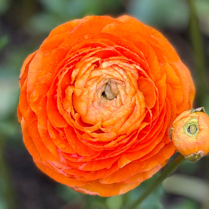 Italian Ranunculus 'Clementine Mix' - 5 CORMS